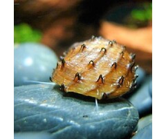 Neritina Juttingae - Fruit Snail