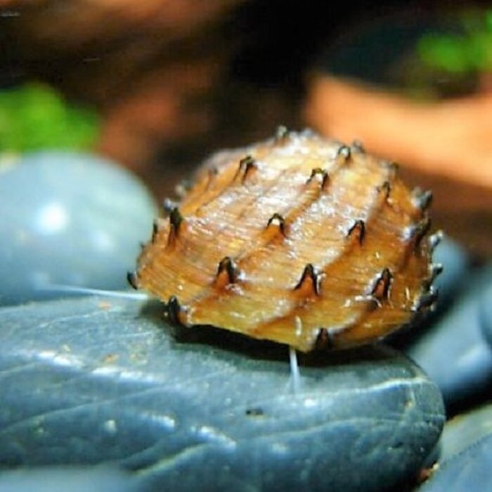 Neritina Juttingae - Fruit Snail