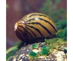 Neritina Natalensis - Zebra Renslak