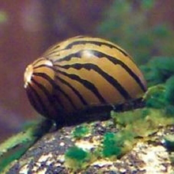 Neritina Natalensis - Zebra Renslak