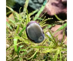 Neritina Pulligera - Duitse Helmslak