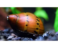 Neritina sp. - Red Spotted Snail