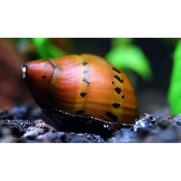 Neritina sp. - Red Spotted Snail