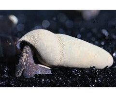 Tylomelania Sp. Chocolate - Chocolade Rabbit Slak