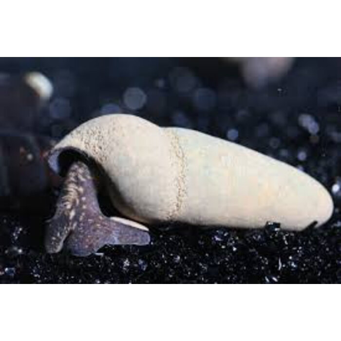 Tylomelania Sp. Chocolate - Chocolade Rabbit Slak