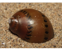 Vittina Semiconica - Slak "Red Onion"