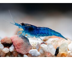 Neocardina Davidi Blue Velvet - Garnaal Blue Dream