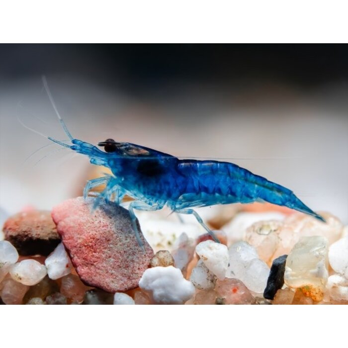 Neocardina Davidi Blue Velvet - Garnaal Blue Dream