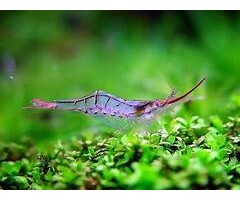 Caridina Gracilirostris - Pinnochio Garnaal