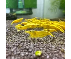 Neocaridina Yellow Gold Stripe - Garnaal Yellow Gold Stripe