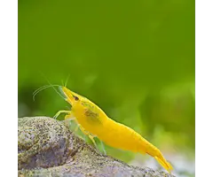 Neocaridina Super Yellow - Garnaal Super Geel