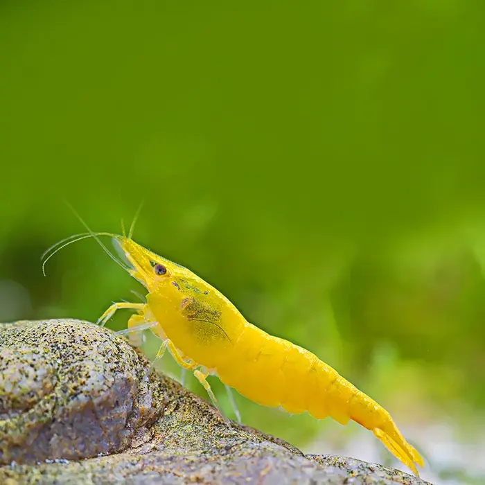 Neocaridina Super Yellow - Garnaal Super Geel
