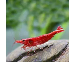 Neocaridina Super Red - Garnaal Super Rood