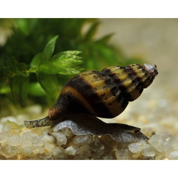 Anentome Helena - Slaketende Slak