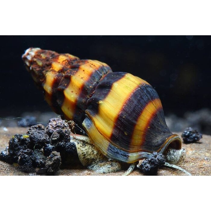 Anentome Helena - Slaketende Slak