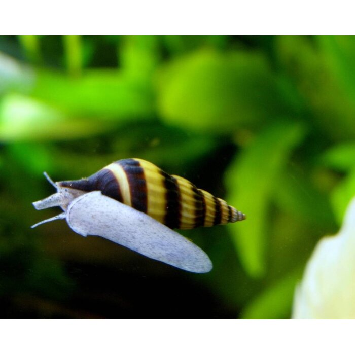 Anentome Helena - Slaketende Slak