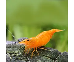 Neocaridina Super Orange - Garnaal Super Oranje
