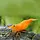 Neocaridina Super Orange - Garnaal Super Oranje