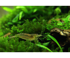 Caridina Multidentata - Japonica Garnaal Jumbo