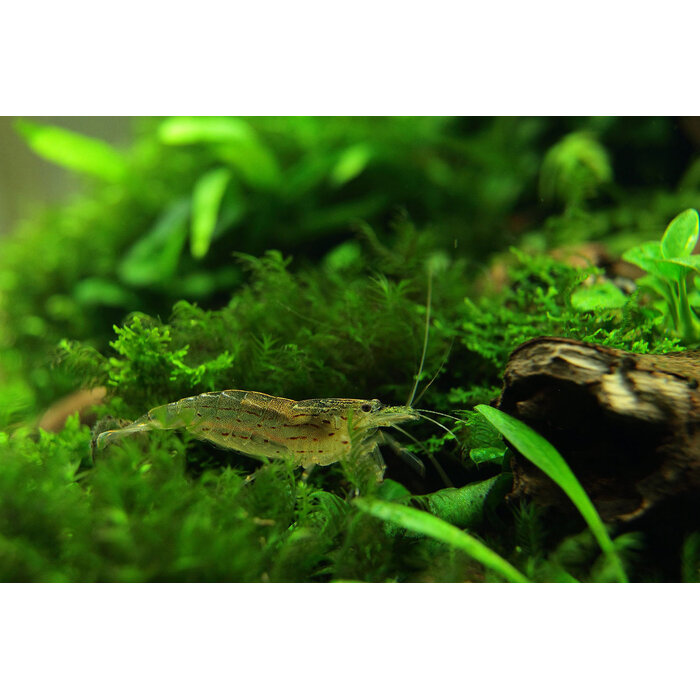 Caridina Multidentata - Japonica Garnaal Jumbo