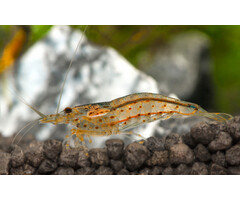 Caridina Multidentata - Japonica Garnaal Rood