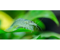 Caridina Multidentata - Japonica Garnaal Wit