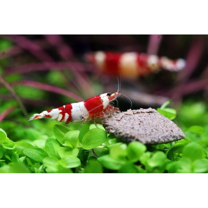 Caridina Cf. Cantonensis ‘Crystal Red’ - Crystal Red Garnaal