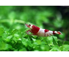 Caridina Cf. Cantonensis ‘Crystal Red’ - Crystal Red Garnaal