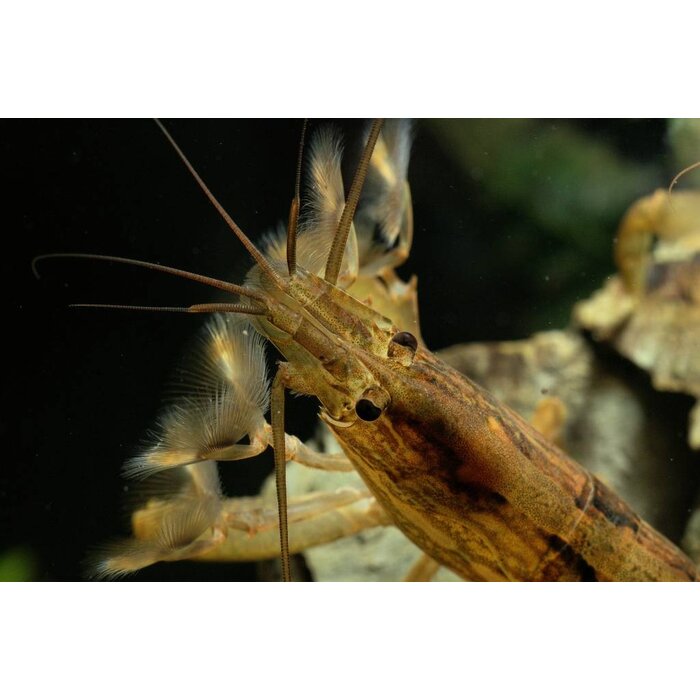 Atyopsis Moluccensis - Molukse Waaierhand