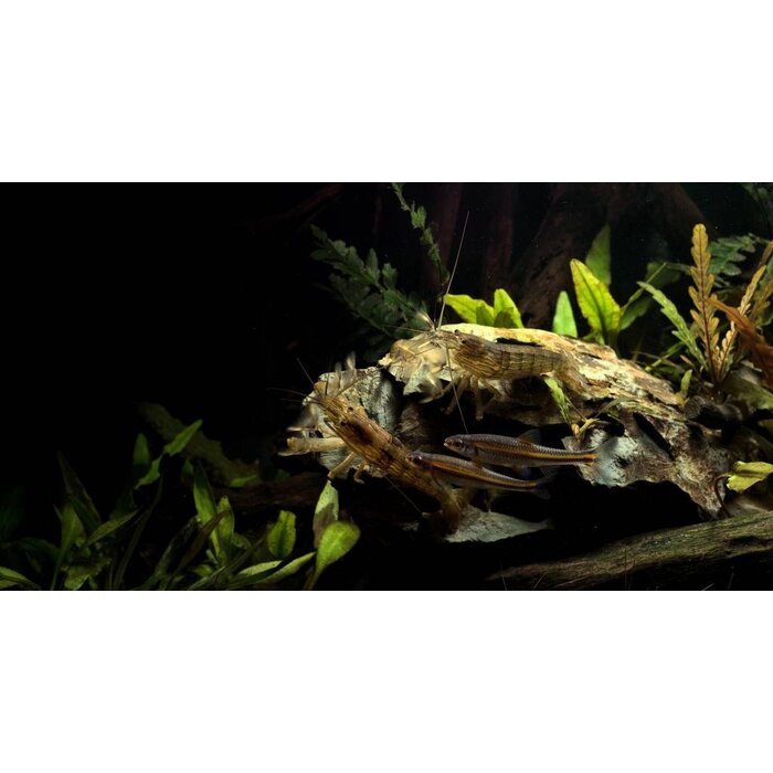 Atyopsis Moluccensis - Molukse Waaierhand