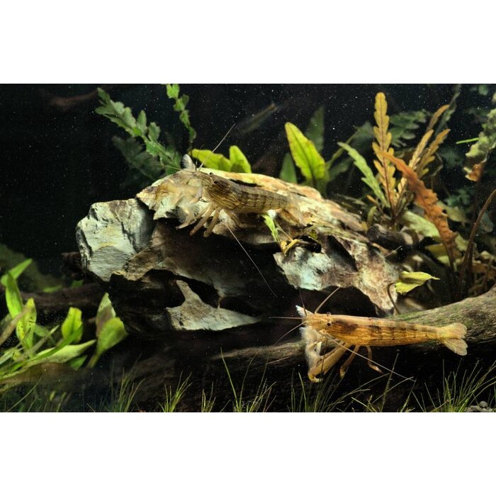 Atyopsis Moluccensis - Molukse Waaierhand