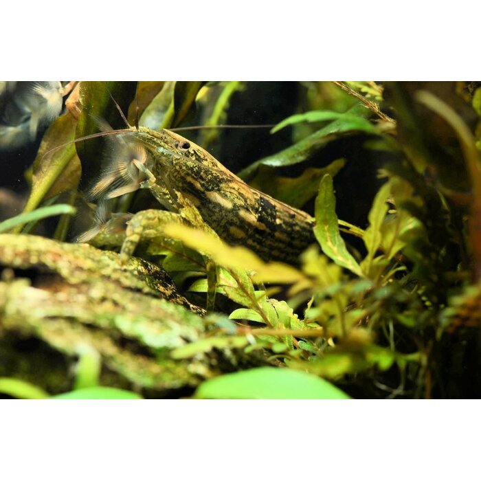 Atyopsis Moluccensis - Molukse Waaierhand