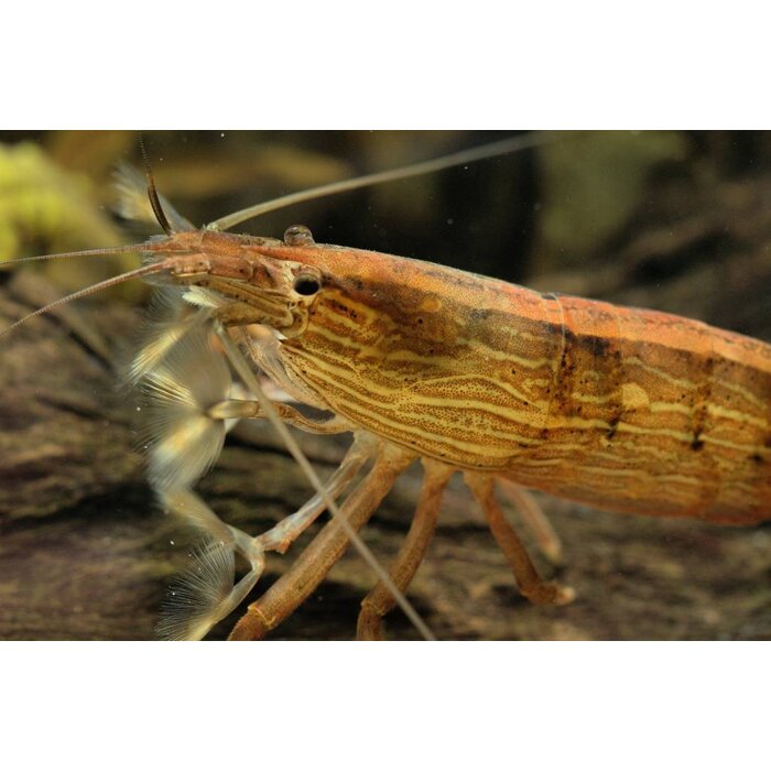 Atyopsis Moluccensis - Molukse Waaierhand