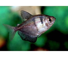 Gymnocorymbus Ternetzi - Zwarte Tetra