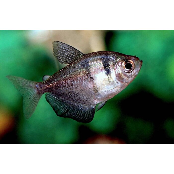 Gymnocorymbus Ternetzi - Zwarte Tetra