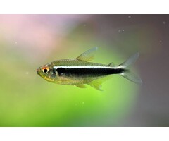 Hyphessobrycon Herbertaxelrodi - Zwarte Neon