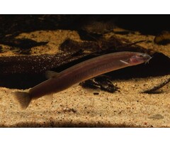 Pangio Oblonga - Zwarte Kuhlii