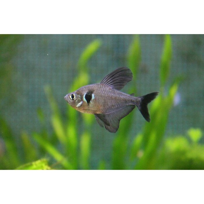 Megalamphotus Megalopterus - Zwarte Fantoomzalm