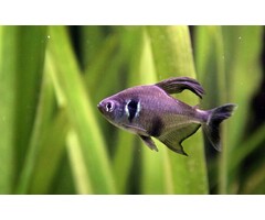 Megalamphotus Megalopterus - Zwarte Fantoomzalm