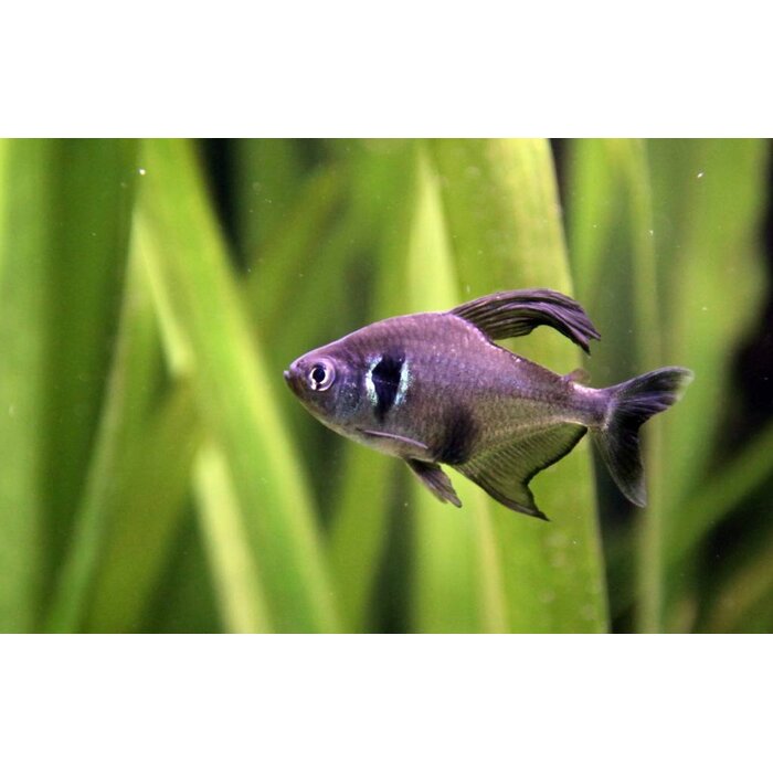 Megalamphotus Megalopterus - Zwarte Fantoomzalm