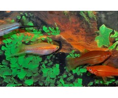 Xiphophorus Helleri - Zwaarddrager Mix