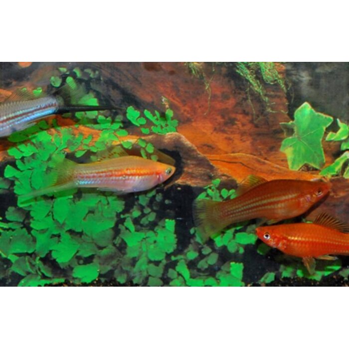 Xiphophorus Helleri - Zwaarddrager Mix