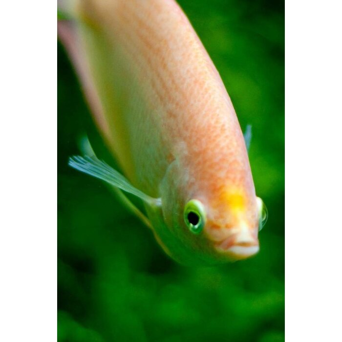 Helostoma Temminckii - Zoenvis / Zoengourami