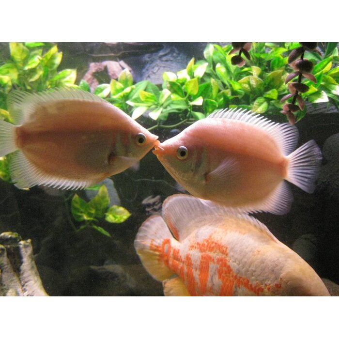 Helostoma Temminckii - Zoenvis / Zoengourami