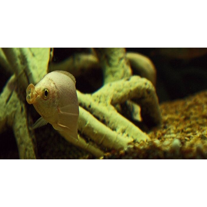 Helostoma Temminckii - Zoenvis / Zoengourami