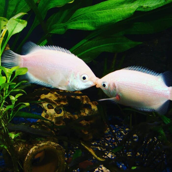 Helostoma Temminckii - Zoenvis / Zoengourami