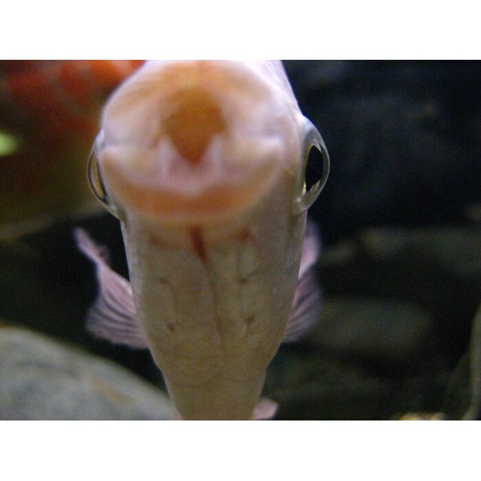 Helostoma Temminckii - Zoenvis / Zoengourami