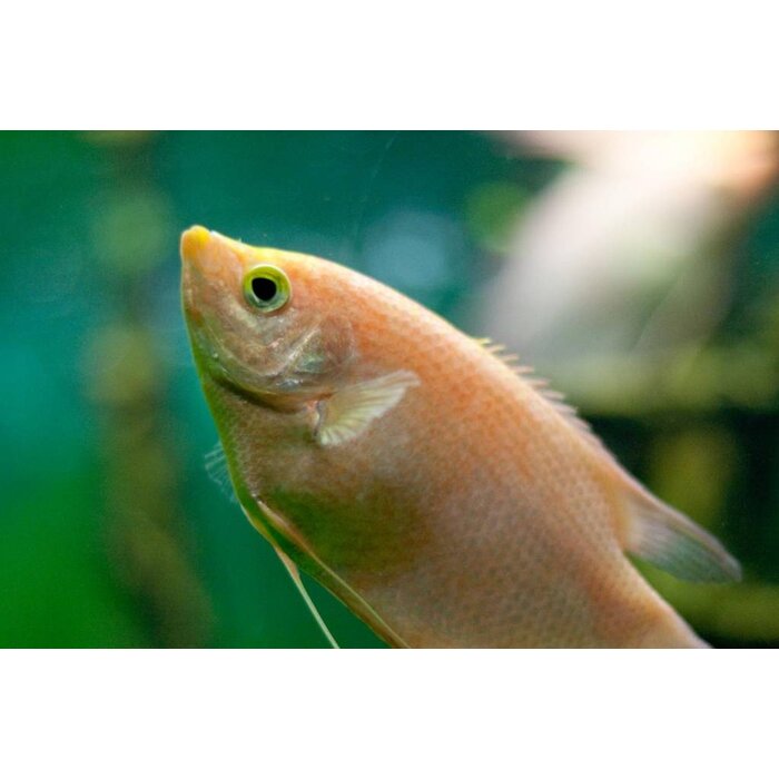 Helostoma Temminckii - Zoenvis / Zoengourami