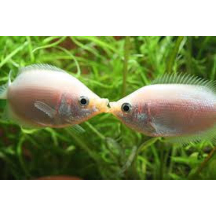 Helostoma Temminckii - Zoenvis / Zoengourami