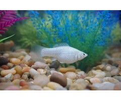 Poecilia Sphenops - Zilver Molly